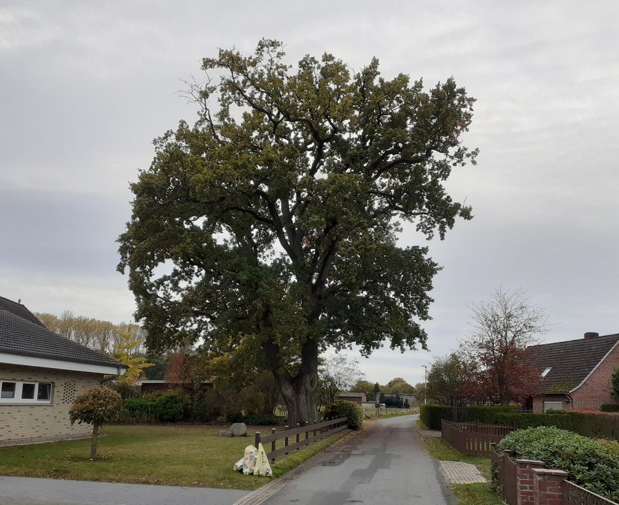 Baumdenkmal Eiche